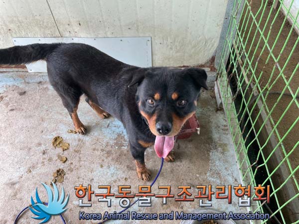 보호중 로트와일러의…