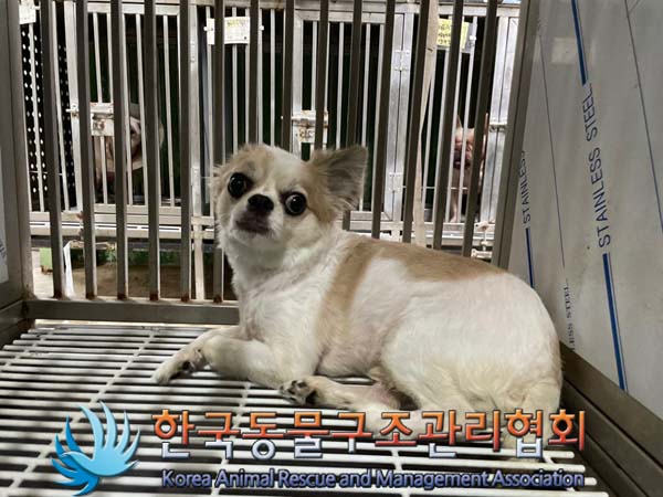 종료(반환) 치와와…