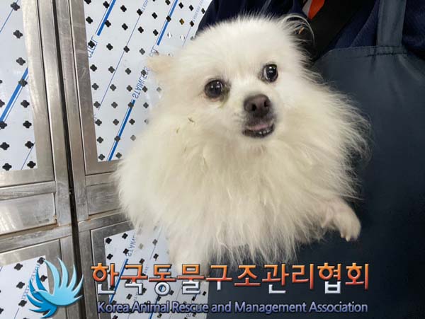 보호중 스피츠의 가…