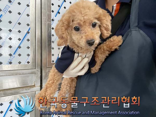 종료(반환) 푸들의…