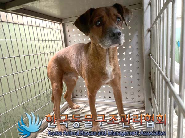 종료(반환) 믹스견…