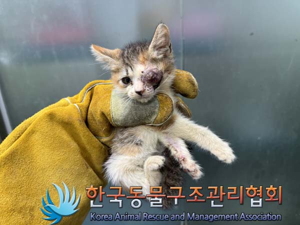 종료(자연사) 한국…