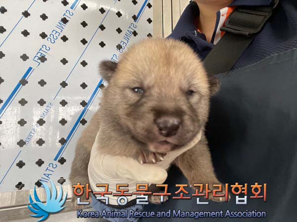 종료(안락사) 믹스…