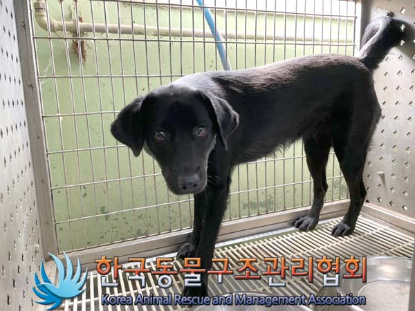 종료(반환) 믹스견…