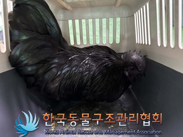 종료(안락사) 오골…