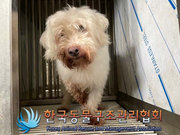종료(반환) 믹스견…