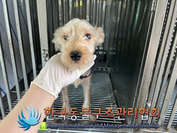 보호중 요크셔 테리…