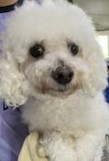 인천광역시수의사회_428351202400568