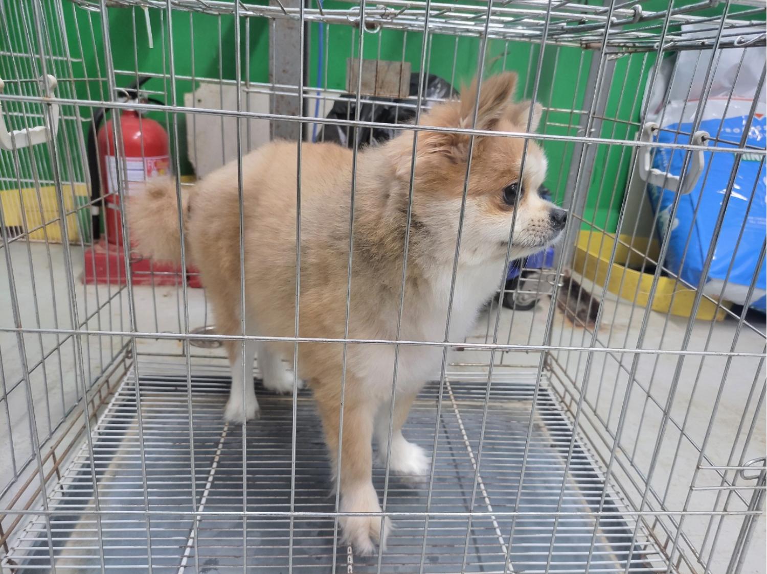 고양시동물보호센터_441394202401668