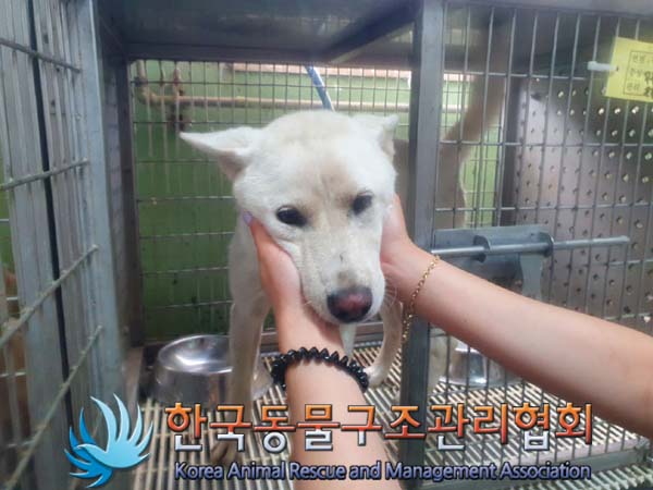 종료(반환) 믹스견…