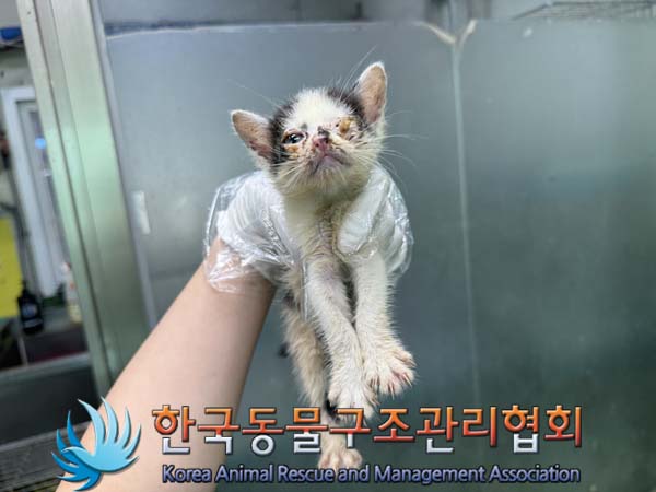 한국동물구조관리협회_411316202400425