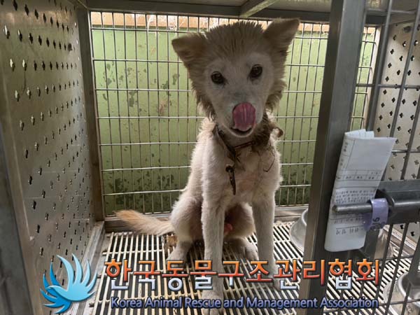 한국동물구조관리협회_441559202400901