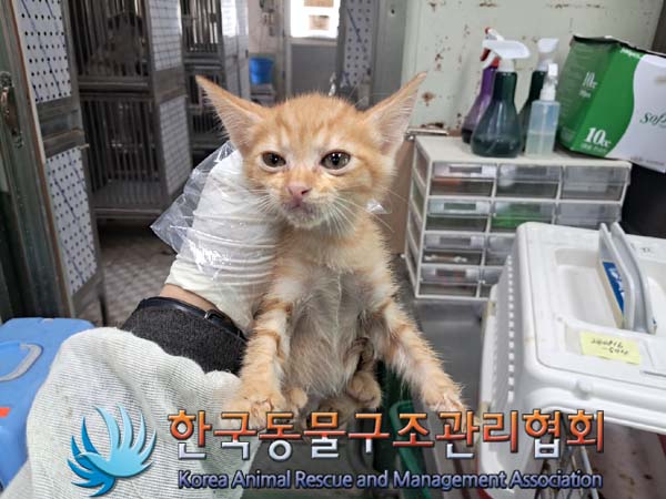 한국동물구조관리협회_441406202401350