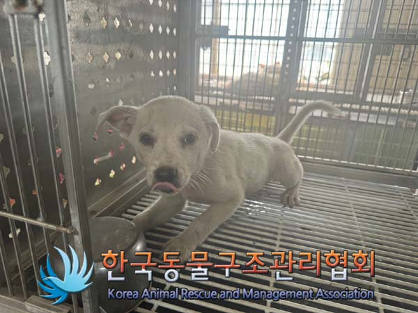 한국동물구조관리협회_441559202400904