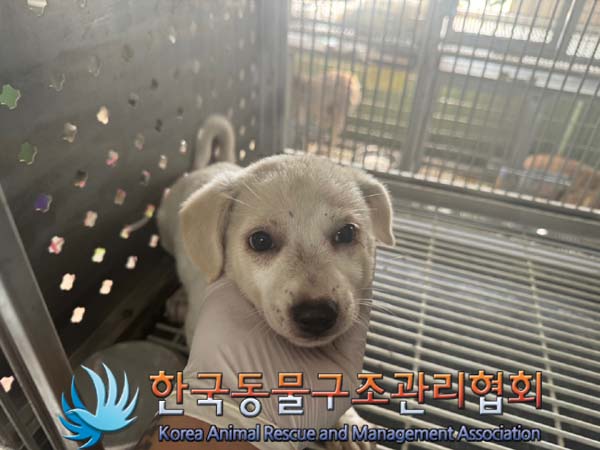 종료(자연사) 믹스…