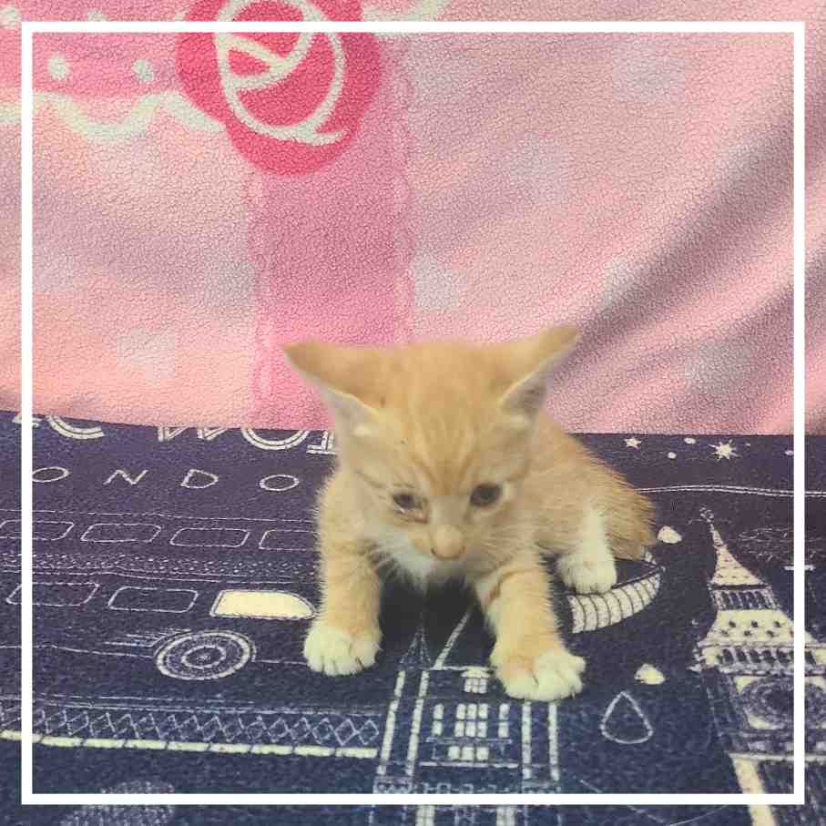 군산유기동물보호센터_445467202401510