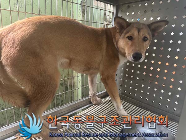 종료(안락사) 믹스…
