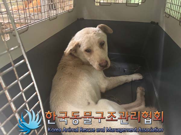 종료(자연사) 믹스…