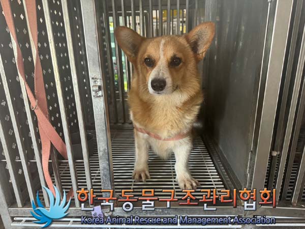 한국동물구조관리협회_441409202401255