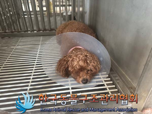 종료(안락사) 토이…