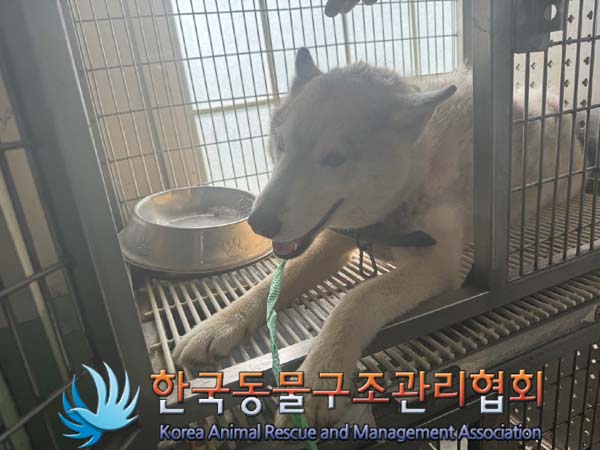 종료(안락사) 믹스…