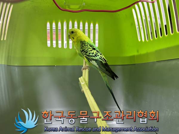 보호중 앵무새의 가…