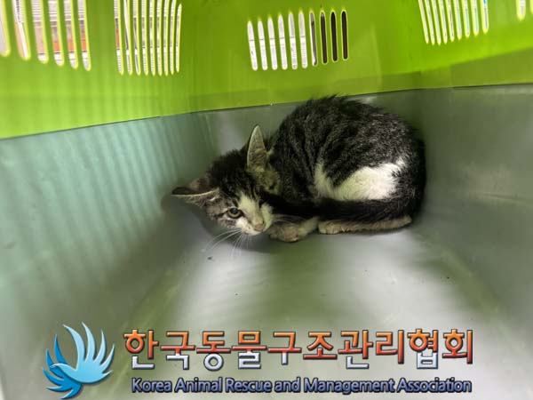 한국동물구조관리협회_411306202400630