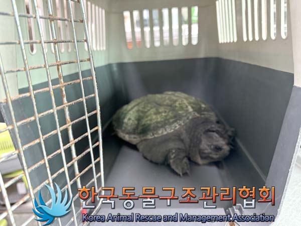 보호중 늑대거북의 …