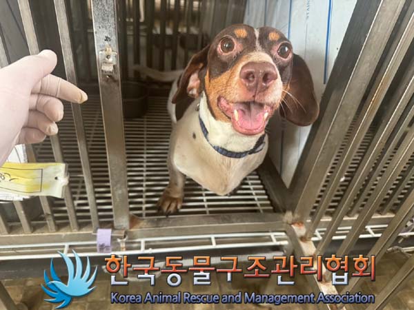 한국동물구조관리협회_441392202400232
