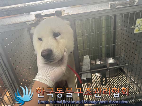 한국동물구조관리협회_441406202401354