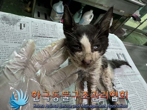 한국동물구조관리협회_441406202401353