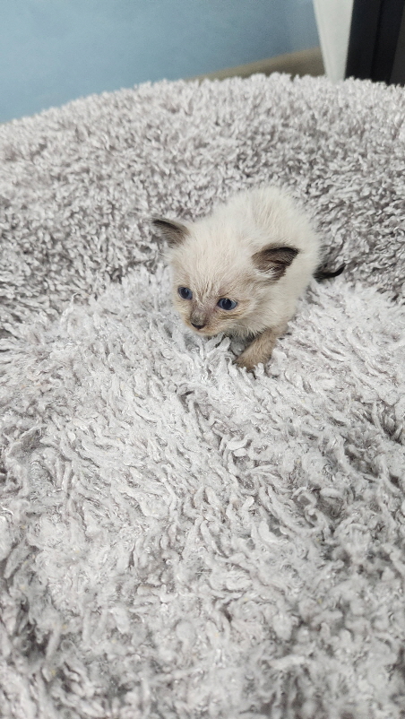 익산유기동물보호소_445468202402197