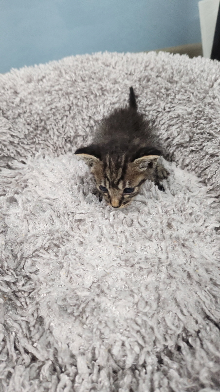 보호중 한국 고양이…