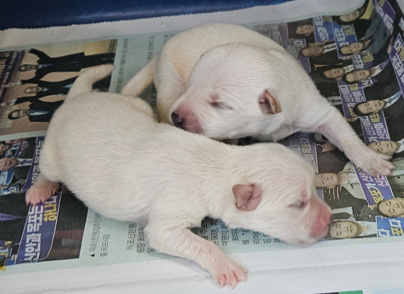 신안군유기동물보호소_446501202400277