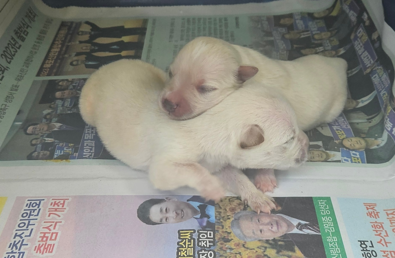신안군유기동물보호소_446501202400276