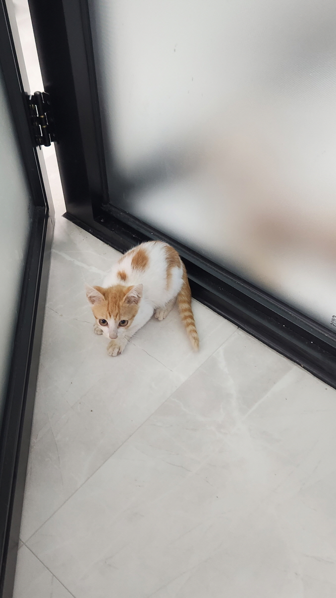 보호중 한국 고양이…