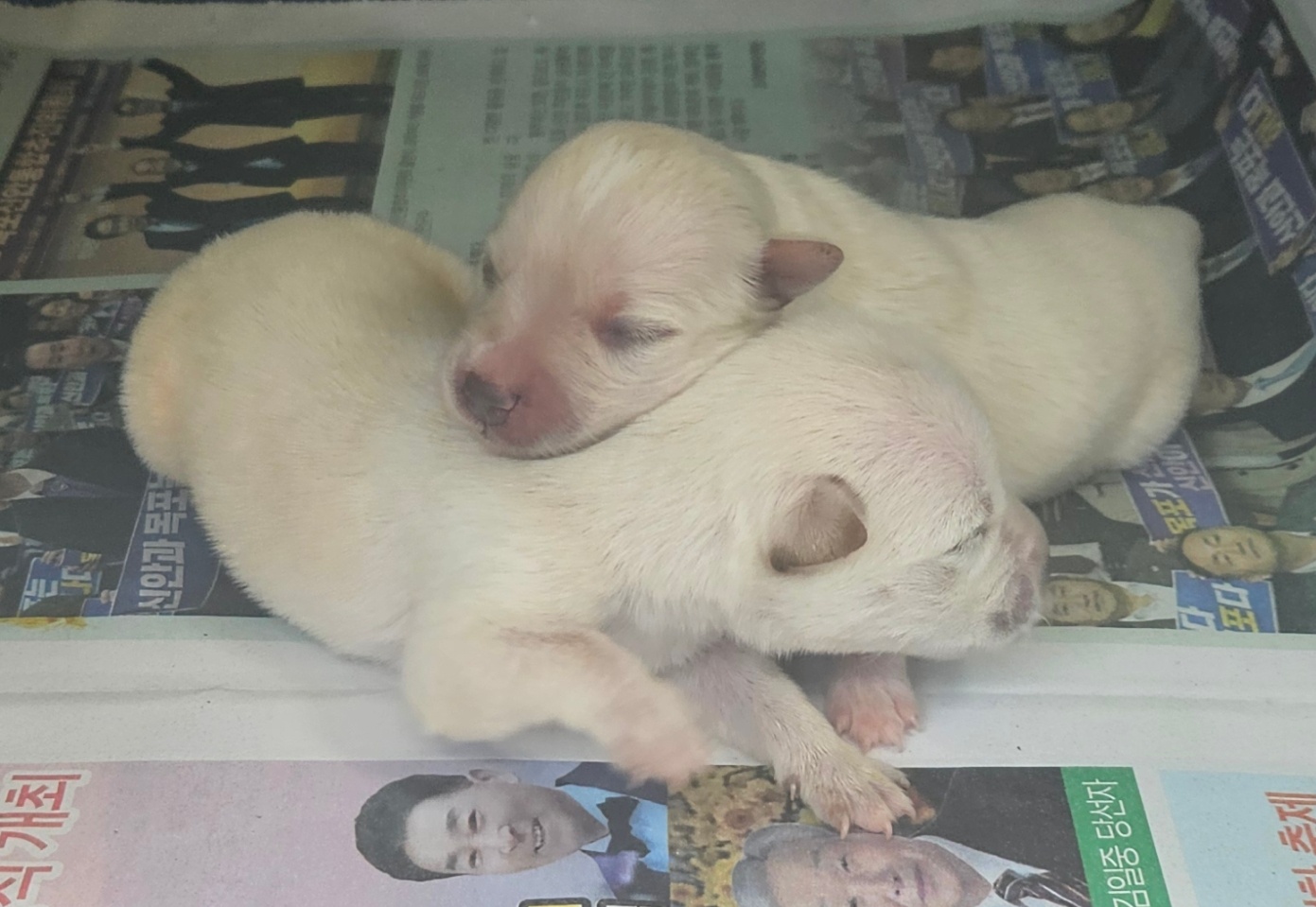 신안군유기동물보호소_446501202400275