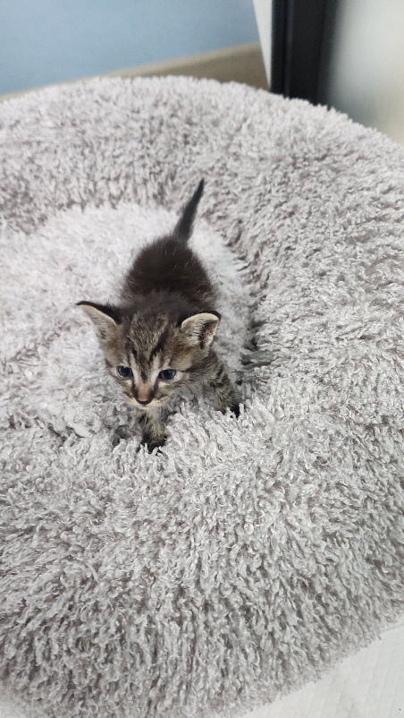 익산유기동물보호소_445468202402198
