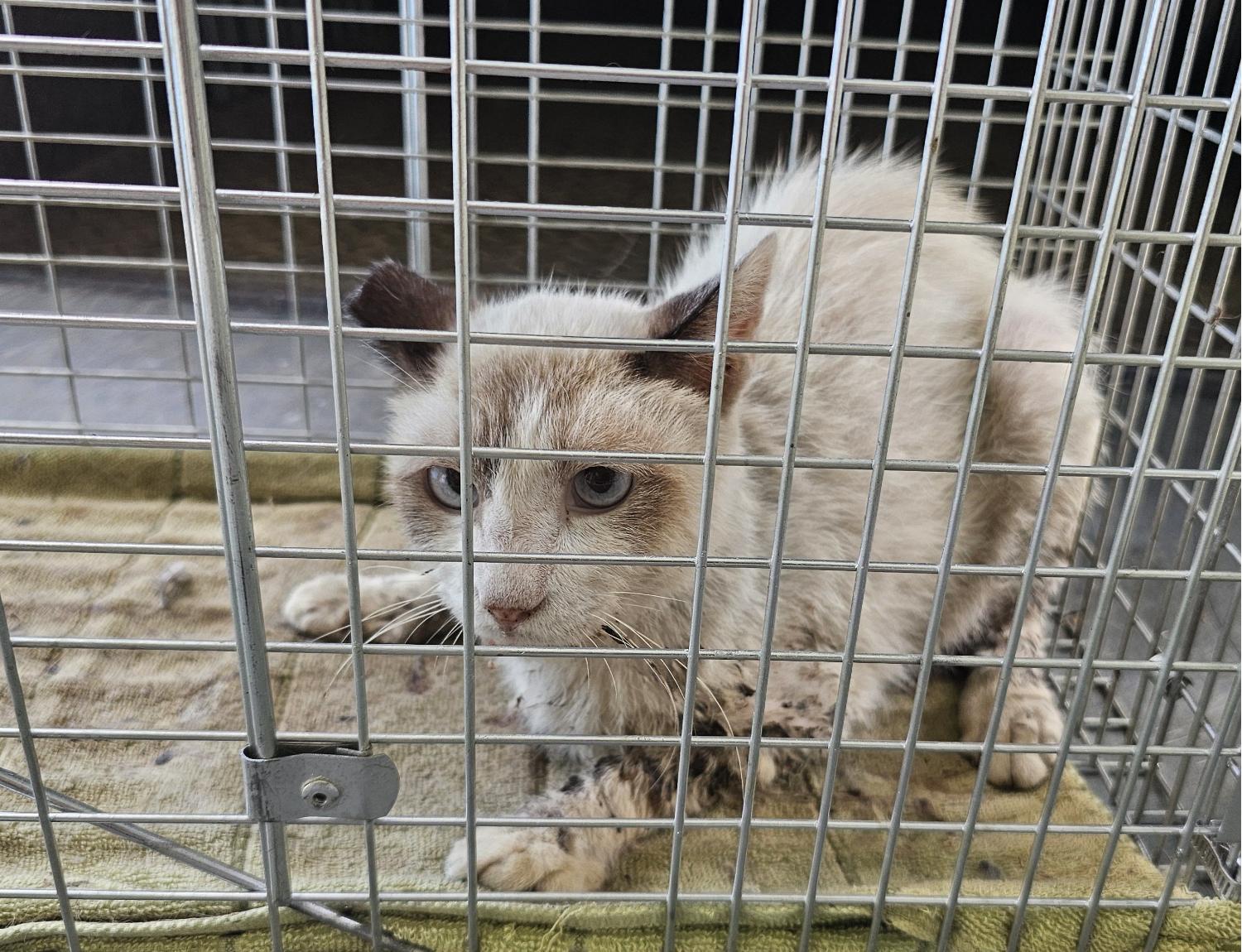 창녕 유기동물보호소_448541202401229