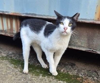 창녕 유기동물보호소_448541202401228