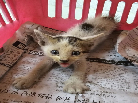 종료(자연사) 한국…