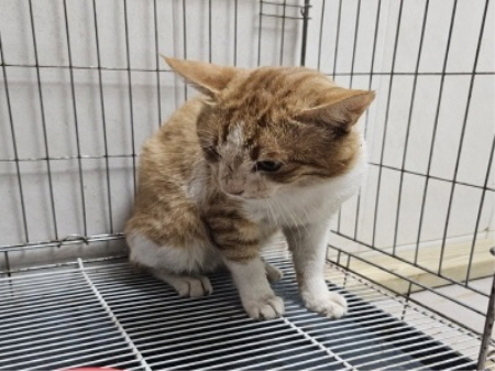 원주시동물보호센터_442419202400627