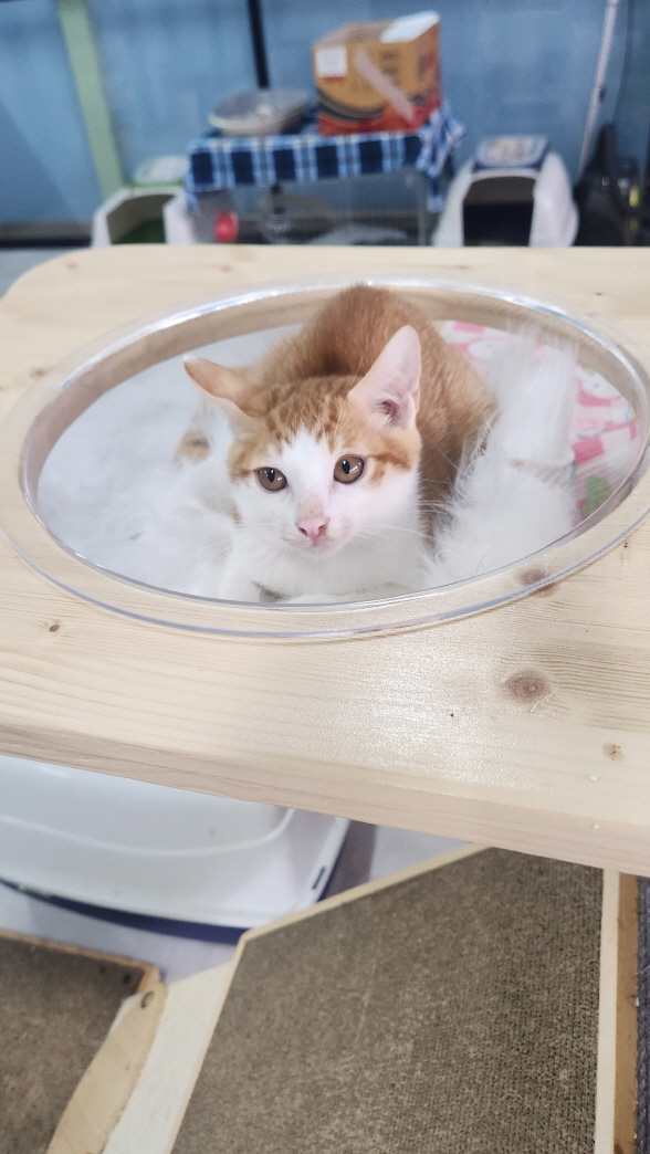 익산유기동물보호소_445468202402199