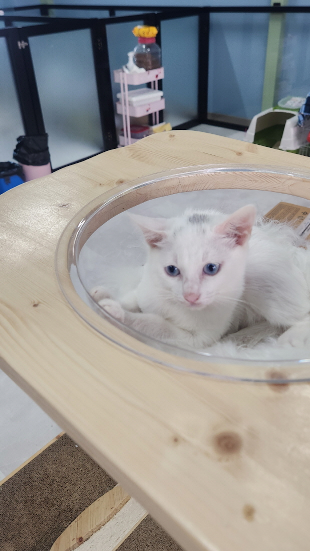 보호중 한국 고양이…