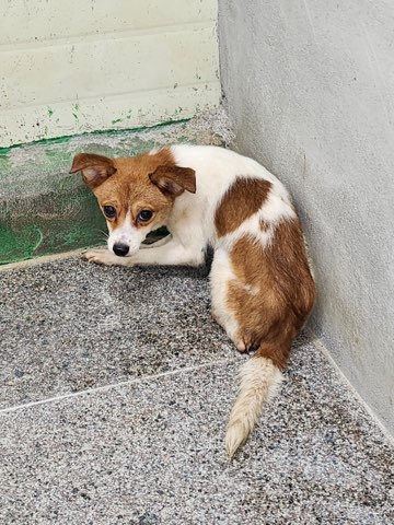 영주시 동물보호센터_447509202400272