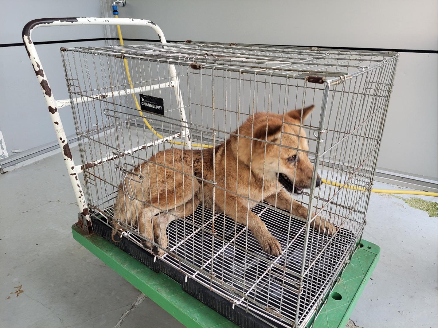 고양시동물보호센터_441394202401670