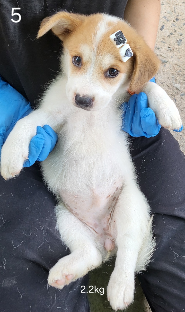 울산유기동물보호센터_431373202401123