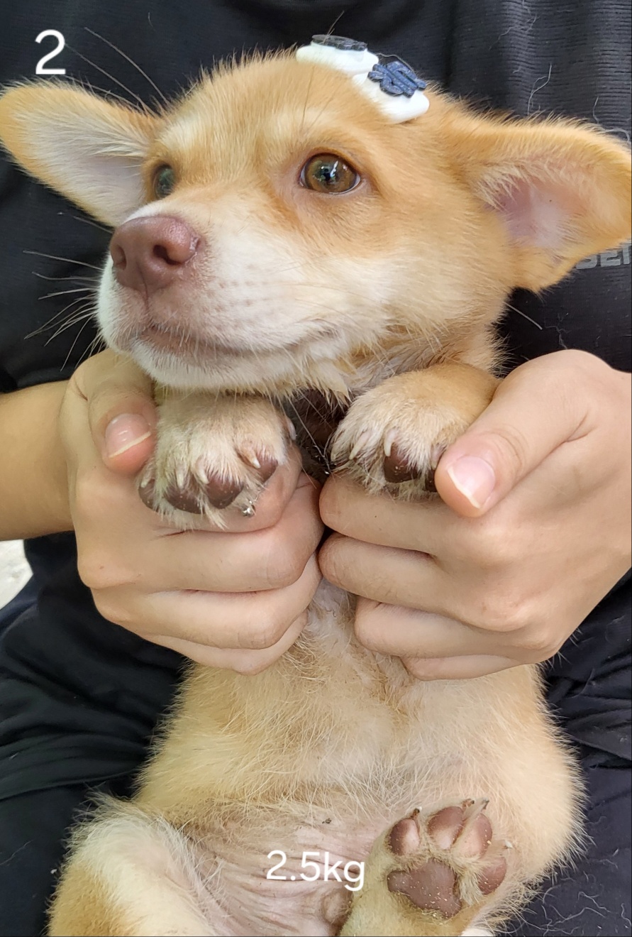 울산유기동물보호센터_431373202401120