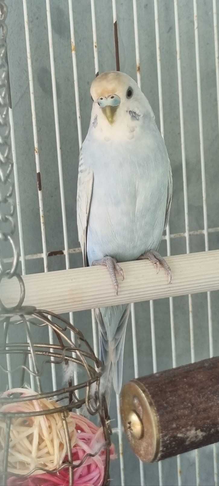 울산유기동물보호센터_431372202400427