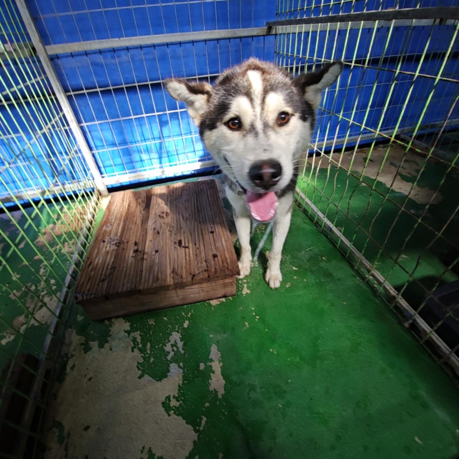 보호중 시베리안 허…